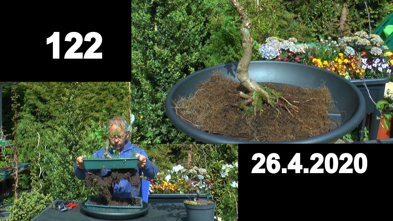 Bonsai Spezial. Die Anzucht  in flacher Schale mit Erfolg. Feldahorn kommt auf einen Felsen