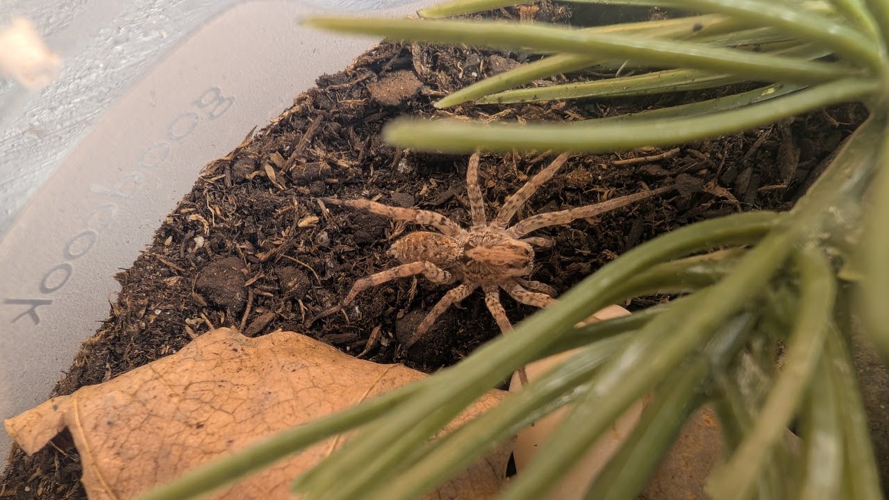 Making Wolf Spider Habitats
