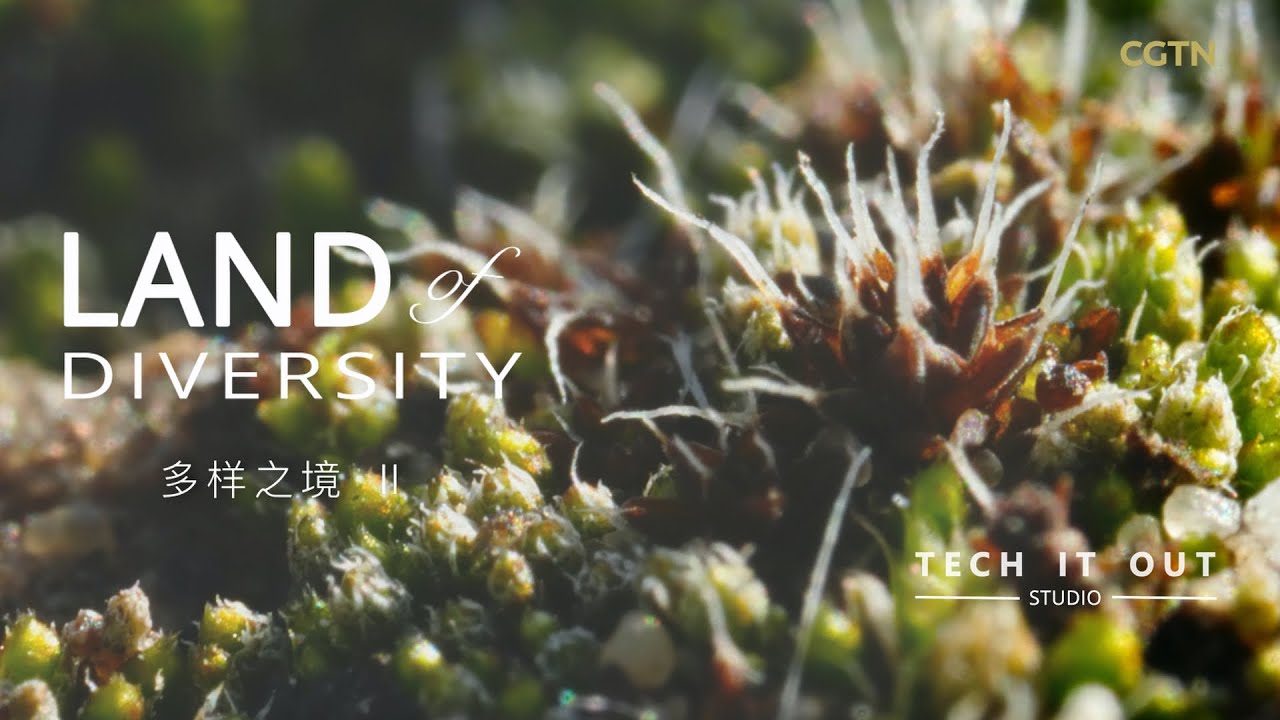 Tiny but mighty: The desert moss you've never heard of