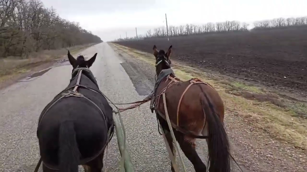 Зайчик и Ясный в пароконной запряжке.