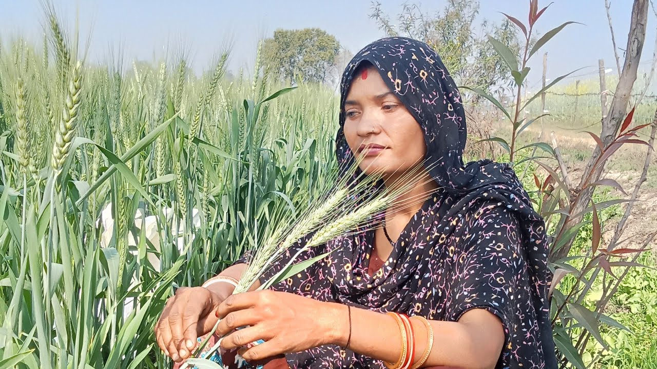 राधे कृष्णा दोस्तों स्वागत है हमारी वीडियो लाइव में