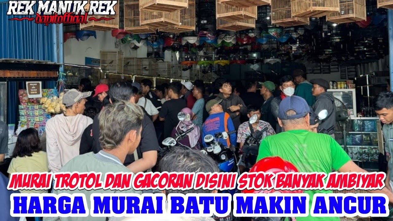 HARGA MURAI MAKIN ANCUR - MAKIN TURUN DERASTIS - MURAI TROTOL DAN GACORAN