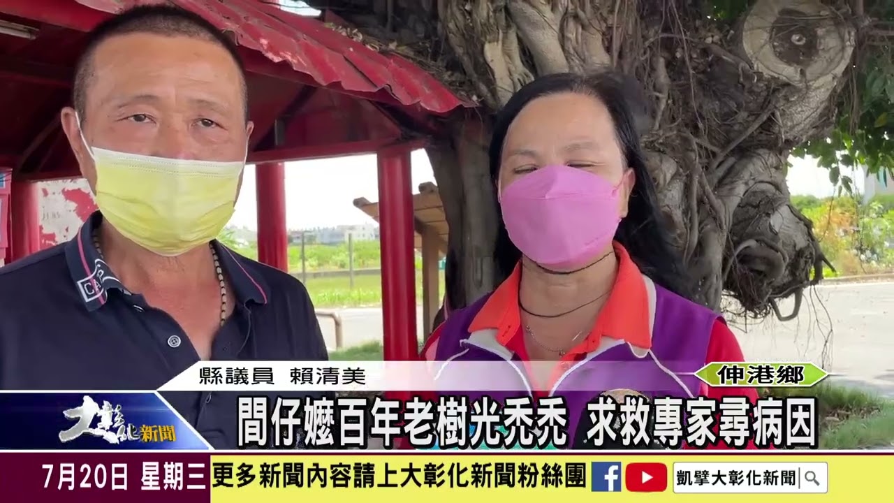 1110720 間仔嬤百年老樹光禿禿 求救專家尋病因