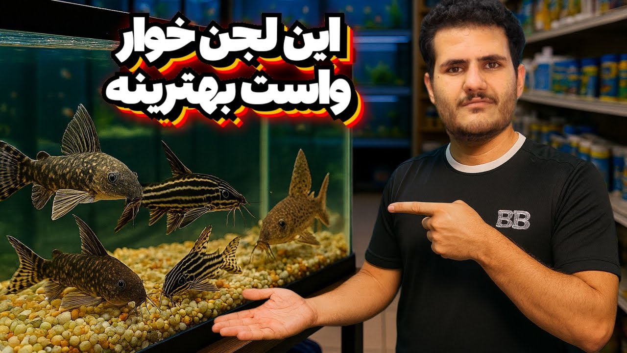چطوری کت فیش مخصوص آکواریوم خودمون رو انتخاب کنیم