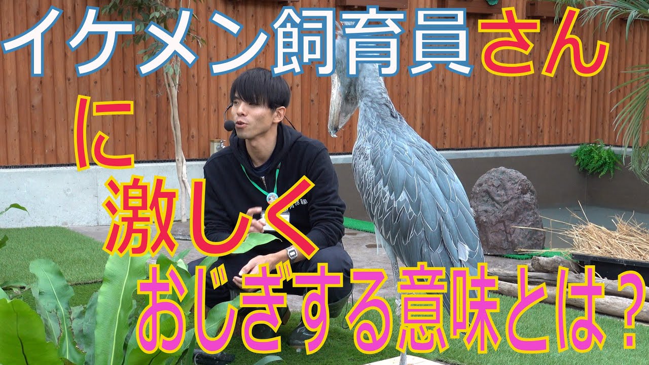ハシビロコウ ふたば おやつタイム  だいすきなイケメン飼育員さんに何度も おじぎするよ！ Shoebill Futaba Snack time