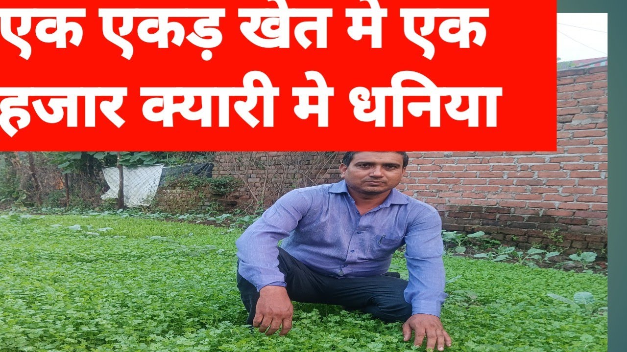 बरसाती धनिया की खेती