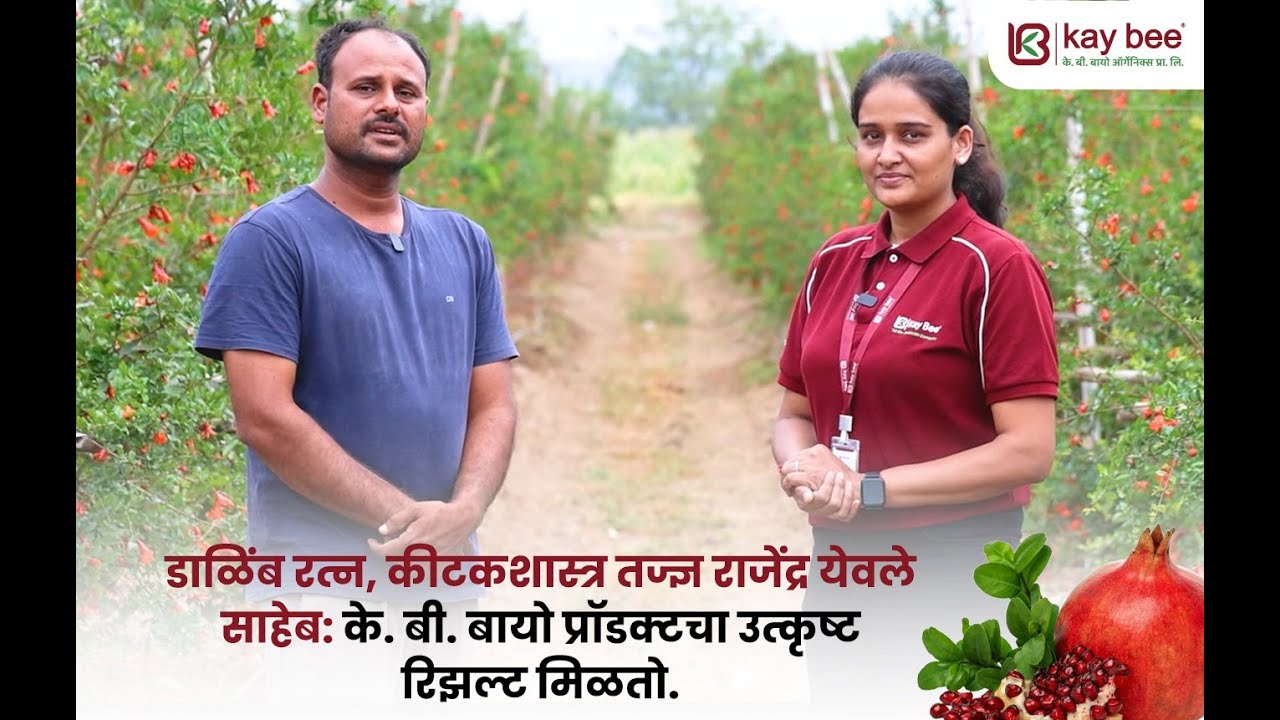 डाळिंब रत्न, कीटकशास्त्र तज्ज्ञ राजेंद्र येवले साहेब:के. बी. बायो प्रॉडक्टचा उत्कृष्ट रिझल्ट मिळतो.