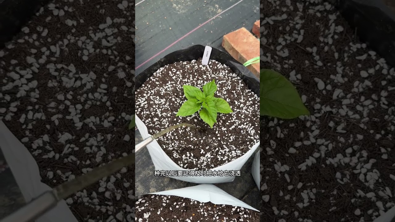 历时半年、从种子到收获，龙息辣椒的种植方法全过程#种植小技巧 #三农 #新农人计划2025