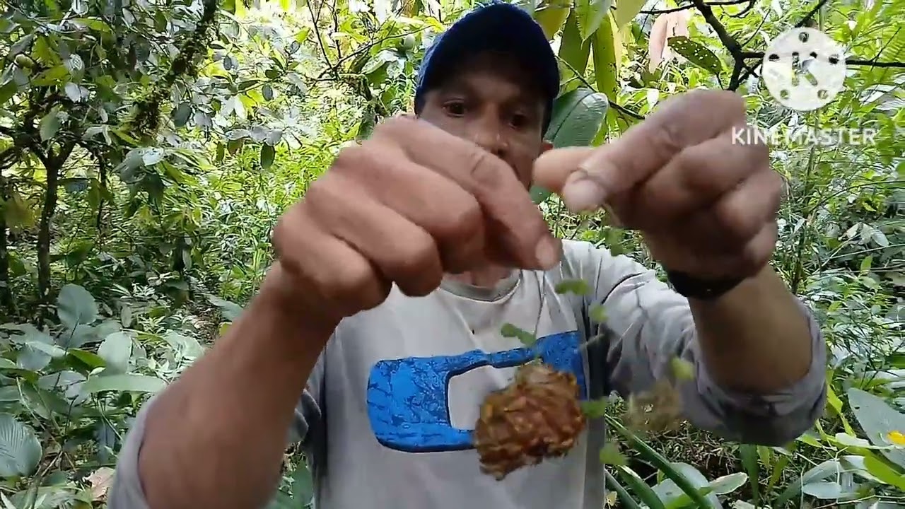 MOSTRANDO PASSARINHO EX&Oacute;TICO E CASA DE MARIMBONDO (desafio do dia)