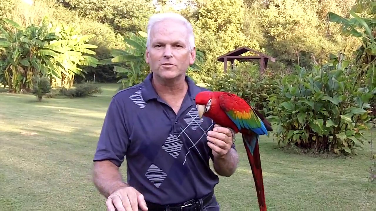 Bill & Debbie's baby Ruby Macaw from Winding Woods Ranch