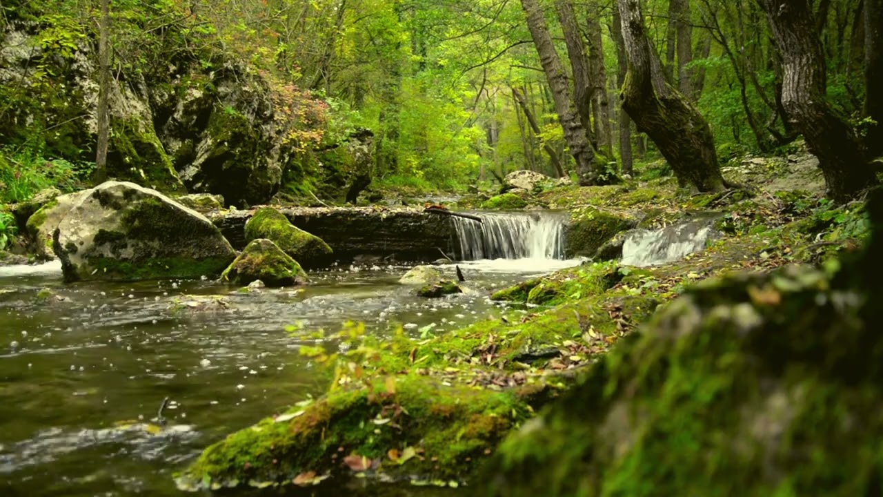 Meditations in the Forest - 1 hour of ambient music