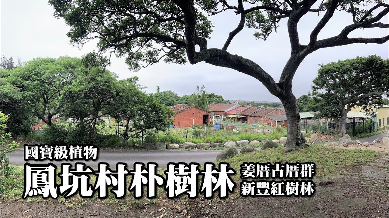 國寶級植物～鳳坑村朴樹林、姜厝古厝群、鳳坑漁港，新豐紅樹林變成秘境了！