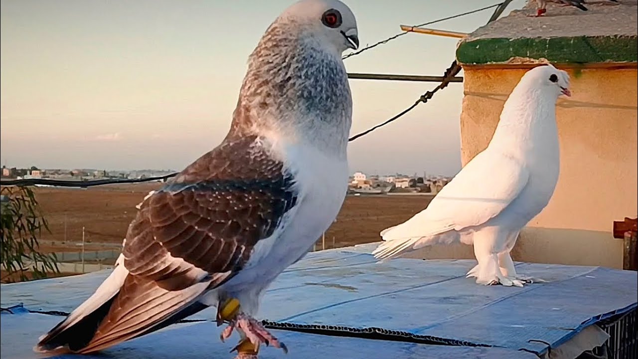اجمل الطيور الحمام والانتاج الزغاليل