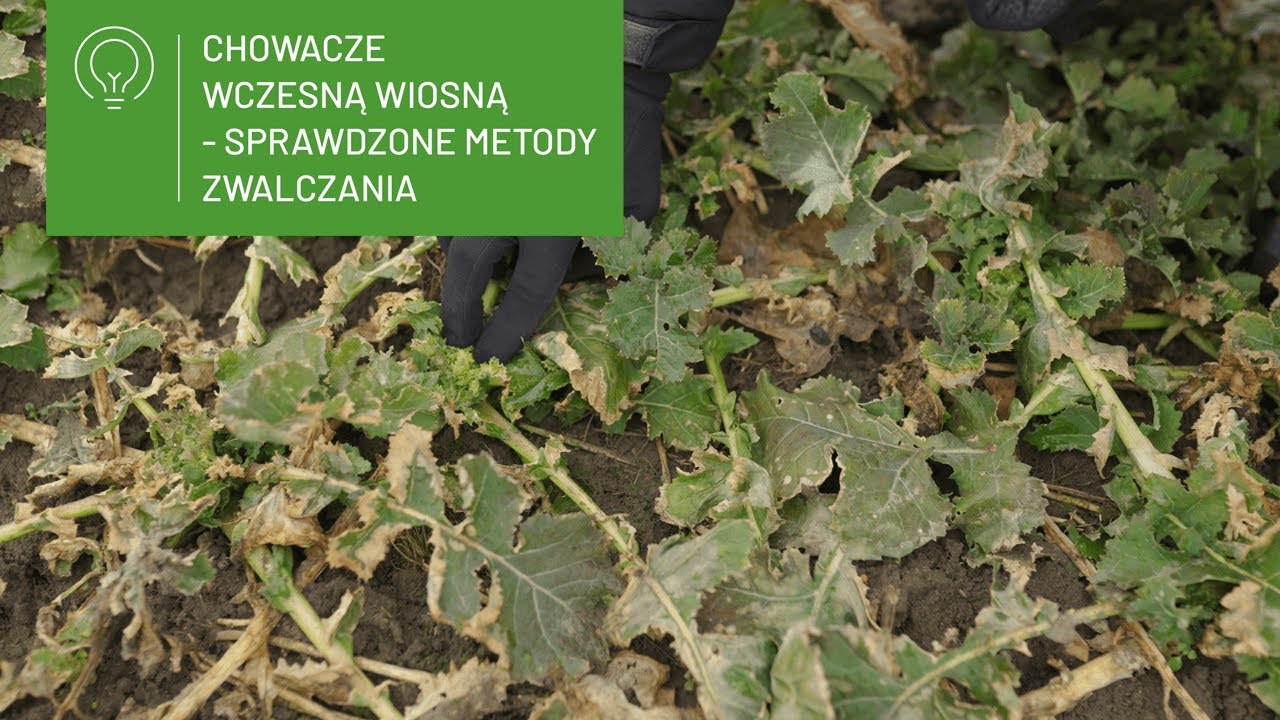 Chowacze wczesną wiosną - sprawdzone metody zwalczania 🐞🌱