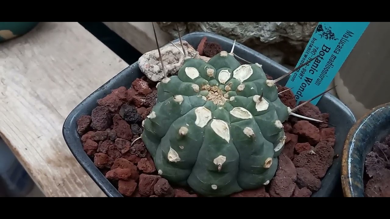 Fall Greenhouse Tour  Part 2 Monadeniums and Cactus 
