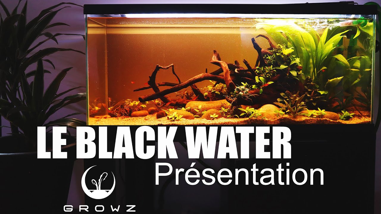 MON AQUARIUM EN BLACK WATER