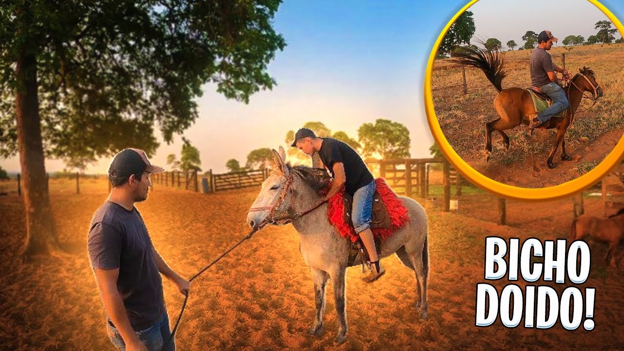 PEGAMOS OS CAVALO PRA ANDAR