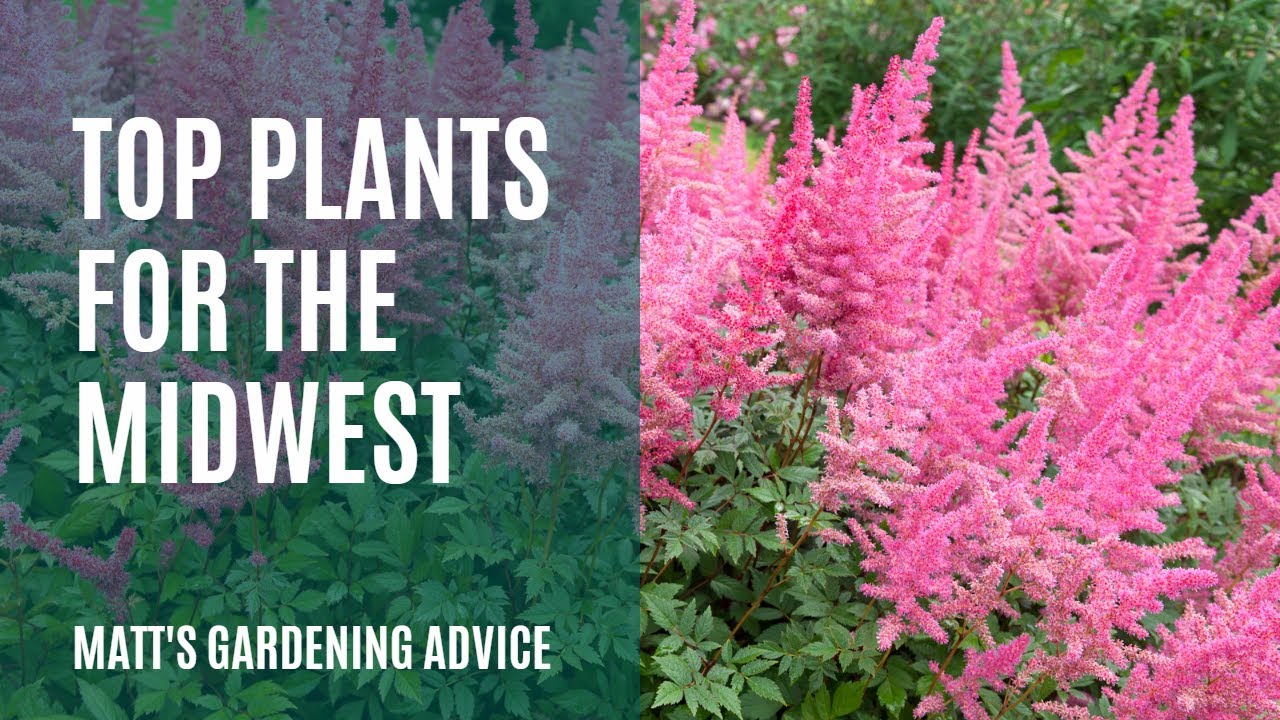 Best Plants for the Midwest (Zone 4/5)