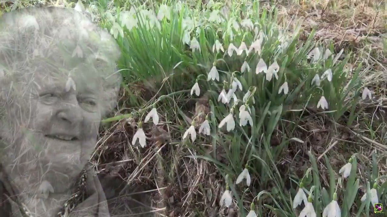 Aube de printemps, ton centième !