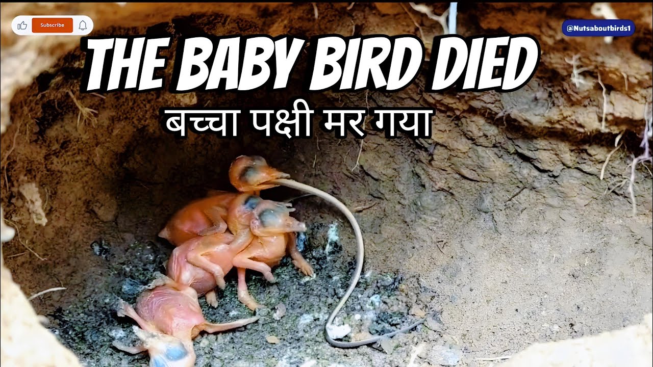 A mother bird was feeding her baby when suddenly a baby died ||🥺🥺