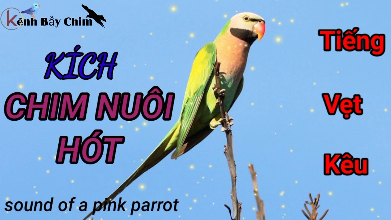 Tiếng Vẹt, K&eacute;t K&ecirc;u (  Parrot Voice)- D&ugrave;ng K&iacute;ch Chim Nu&ocirc;i V&agrave; Chim Mồi H&oacute;t  - K&ecirc;nh Bẫy Chim