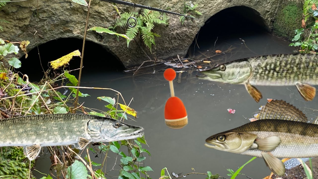 PECHE au VIF au BOUCHON - OUVERTURE 2024 - ATTAQUE a VUE !!!