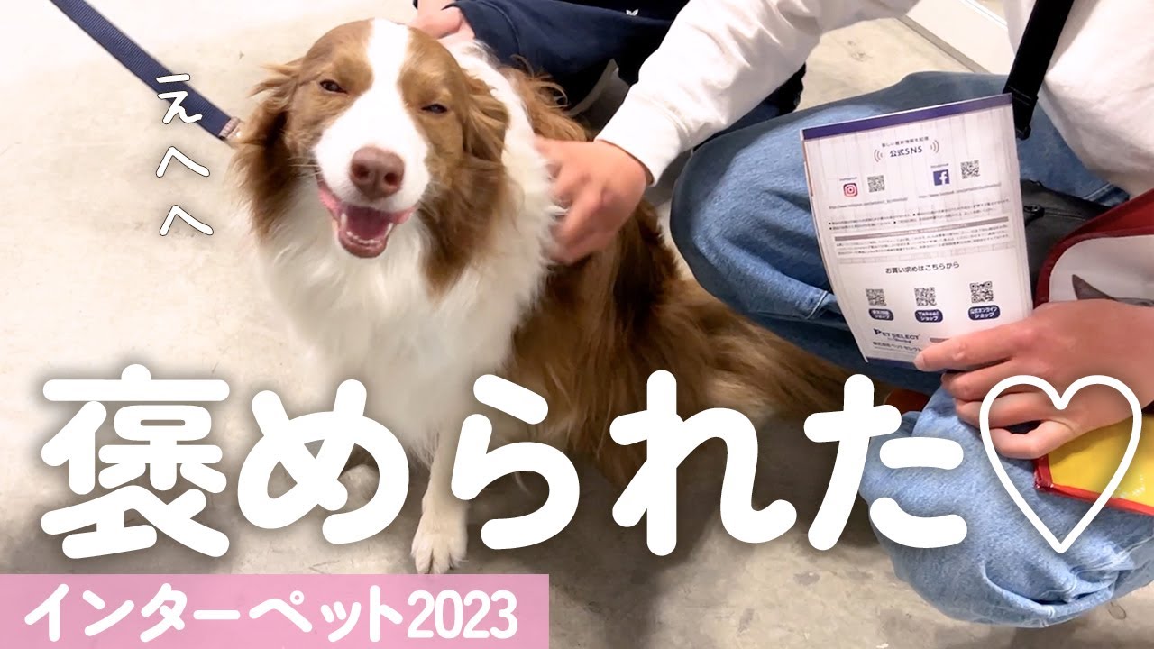 視聴者さんから「可愛い！」と沢山言われて耳がぺたんこになってしまったボーダーコリー(笑)【インターペット2023】