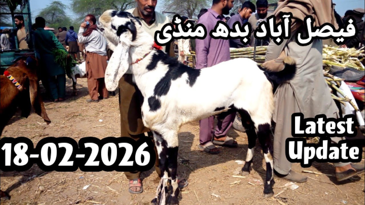 Latest Updated Faisalabad Mandi 18-02-2026