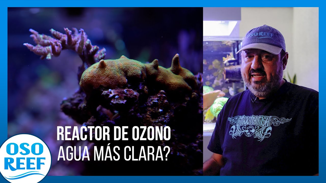 OZONO Usarlo o no usarlo en mi arrecife + DIY