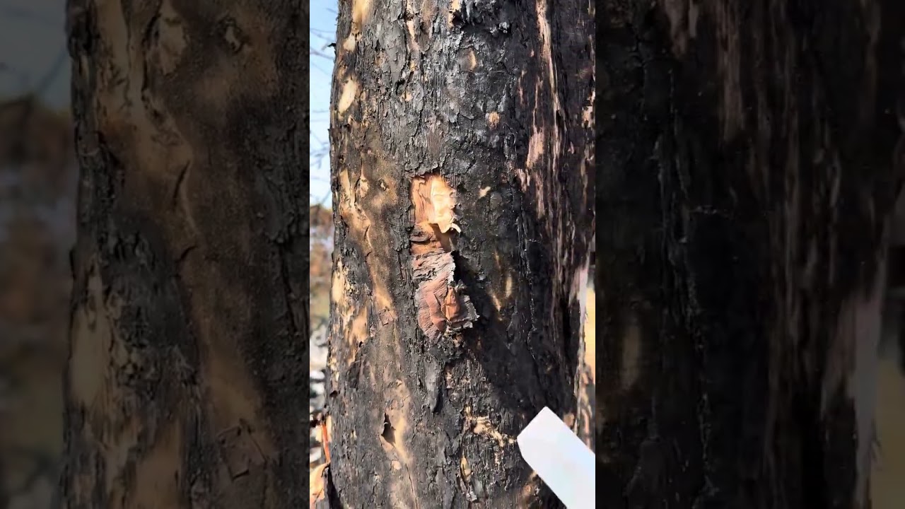Hire real arborists to determine if your tree is salvageable!!