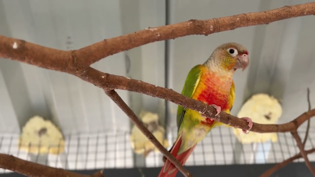 Meet My New Pineapple Conure 🦜🍍 | New Bird in My Aviary
