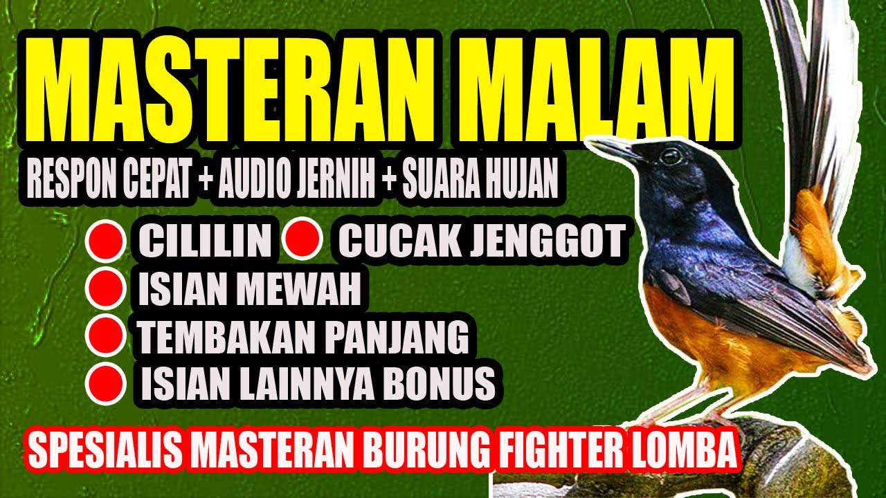 MASTERAN MURAI BATU MALAM HARI | ISIAN & TEMBAKAN || masteran murai batu terbaik