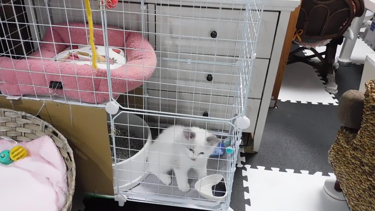 ミルク 1