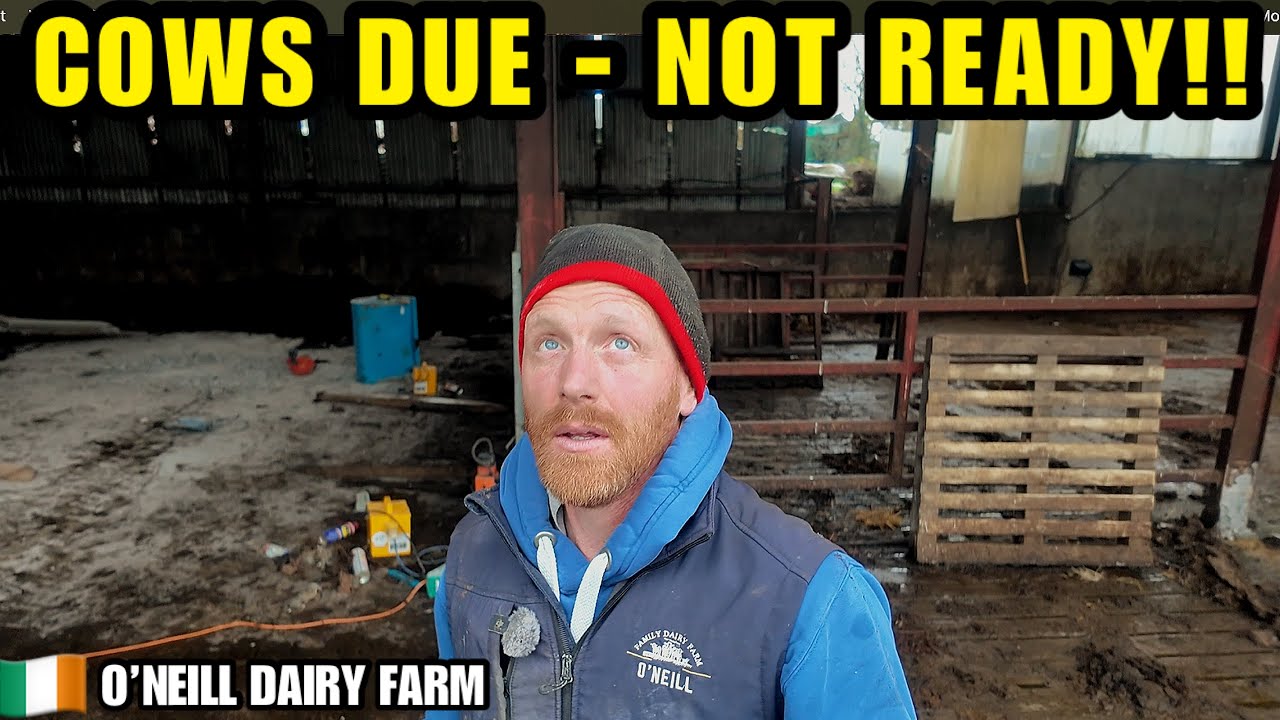 Cows Due Any Day… Calving Shed Still Not Ready! (Chaos On The Farm)
