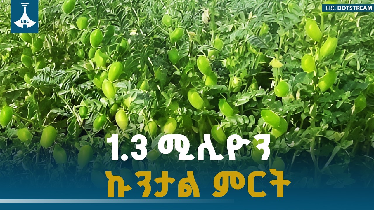 1.3 ሚሊዮን  ኩንታል ምርት