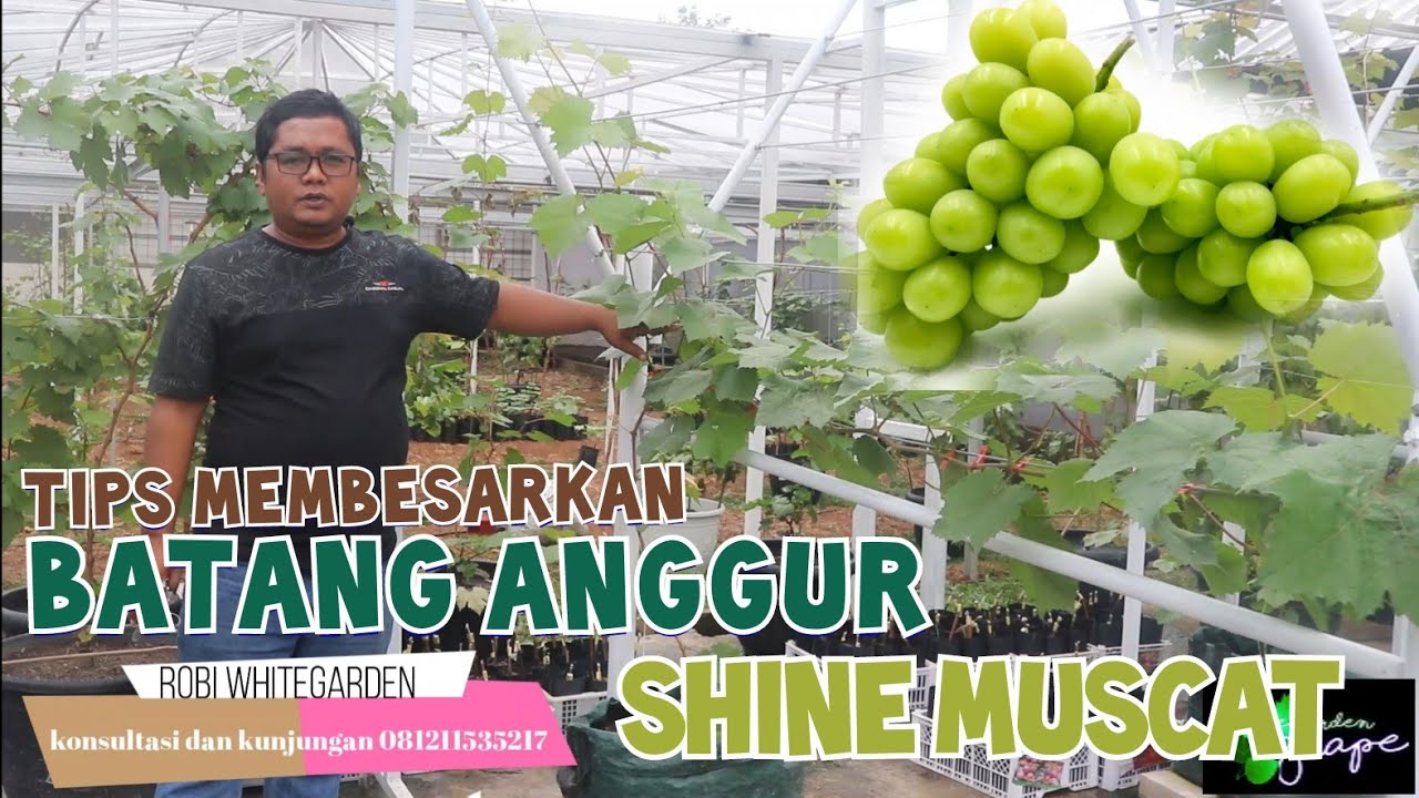 Tips pembesaran batang anggur shine muscat |Update Shine Muscat sistem Y
