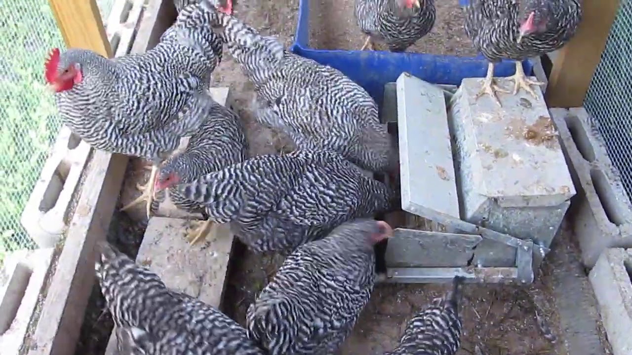2020 SHTF Chicken Update!!!  5 Month Old Barred Rock Chickens 9/18/2020