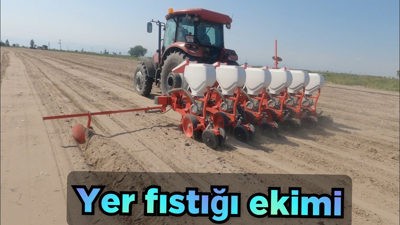 Yer fıstığı ekimi nasıl yapılır. ekim ve bakım  maliyeti ne kadardır . ortalama  verimi nedir