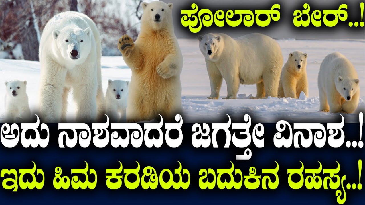 ಪೋಲಾರ್ ಬೇರ್..! ಅದು ನಾಶವಾದರೆ ಜಗತ್ತೇ ವಿನಾಶ..! ಇದು ಹಿಮ ಕರಡಿಯ ಬದುಕಿನ ರಹಸ್ಯ..!