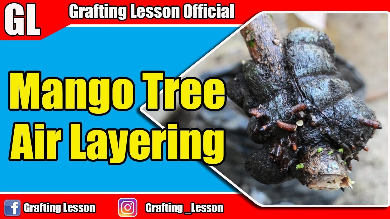 Air Layering Mango Fruit Trees Before and After