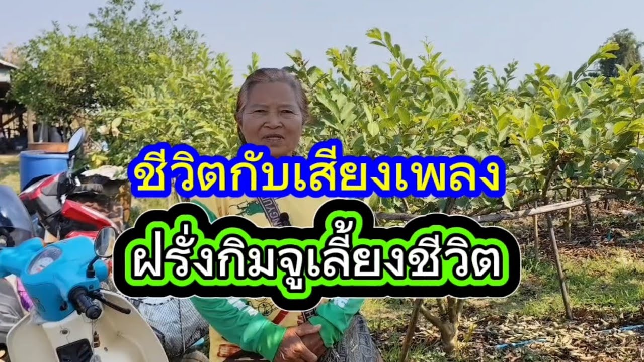 สวนฝรั่งกินจูเลี้ยงชีวิต