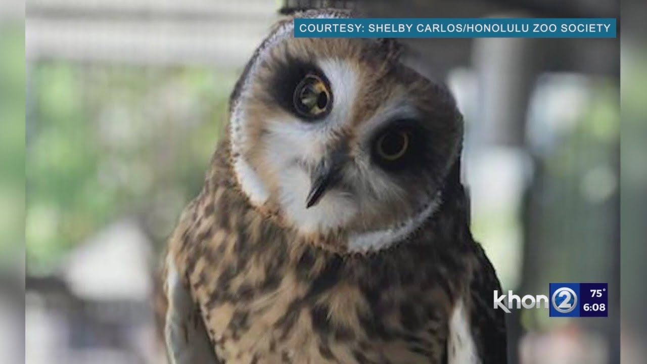 Honolulu Zoo roars: From unaccredited to top 4 in U.S.