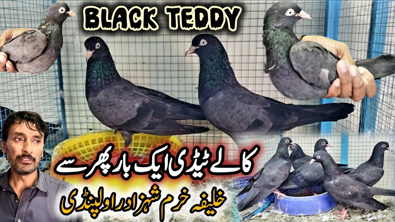 Rawalpindi kabootar Market || Achey Kabootar Chahye To Ajao || 0320-5095-644