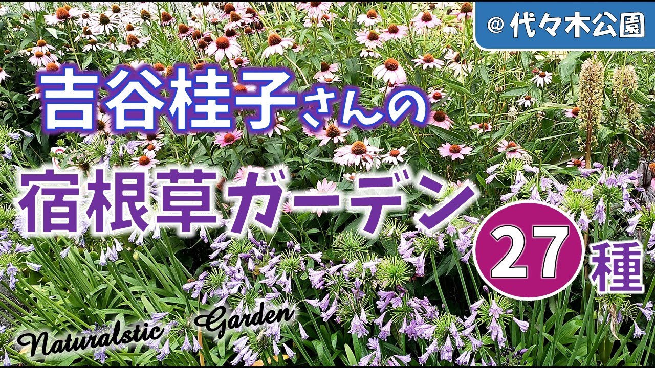 【ガーデニング】猛暑でもあふれて咲く！華やかで美しい！吉谷桂子さんの宿根草ガーデン27種の紹介！雑草・暑さ対策のプロの技！宿根草ガーデン２年目の夏を紹介！東京パークガーデンアワード@代々木公園