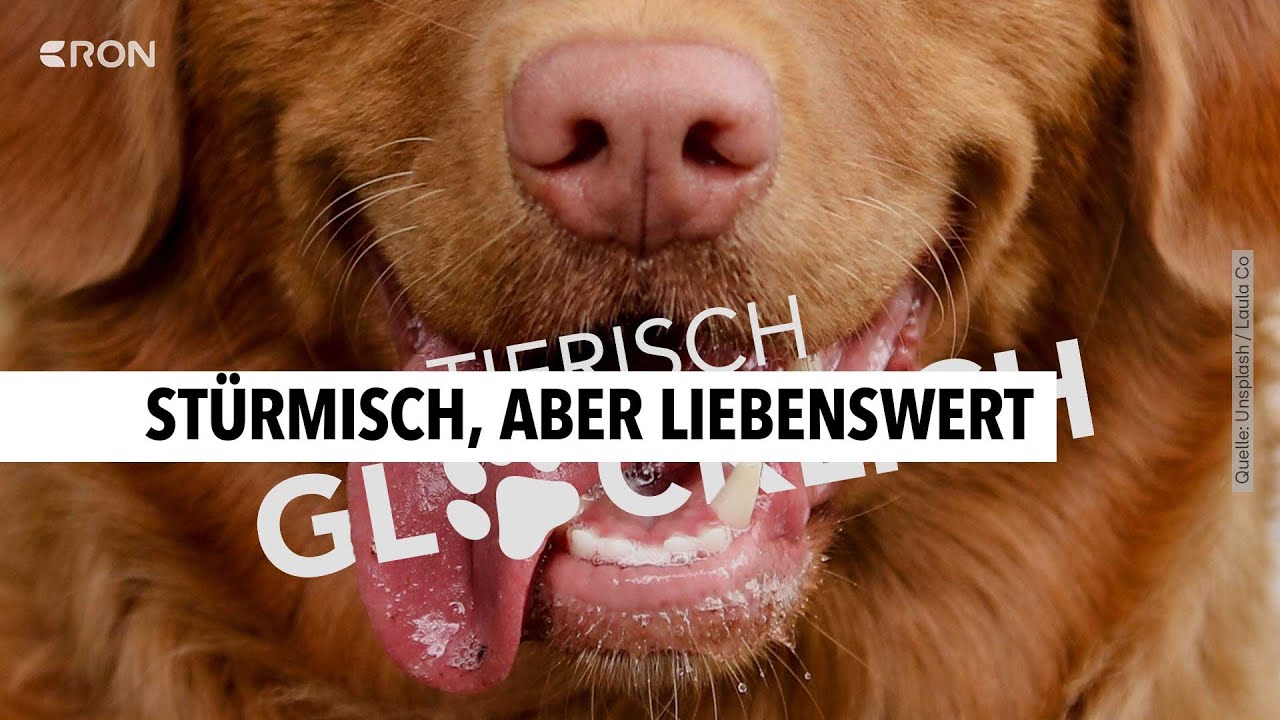 Hund Dennis aus Worms sucht neues Zuhause | RON TV