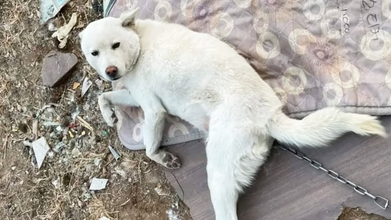 She Endured a Painful Accident and Waited Alone Until Compassion Changed Her Life