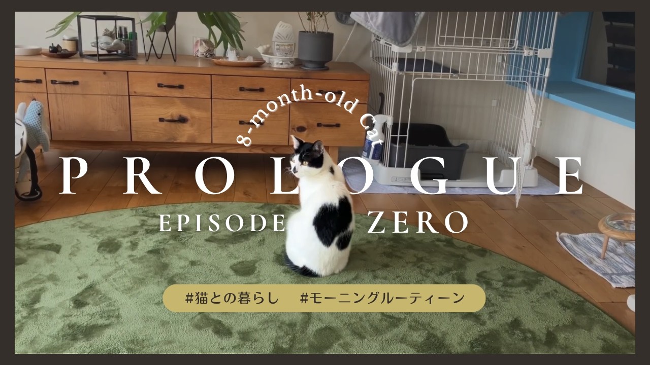 【猫vlog】保護猫と暮らし始めて変わった朝｜猫とのモーニングルーティーン