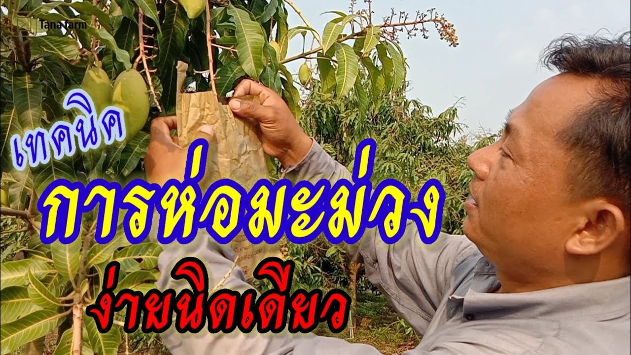 เทคนิคการห่อมะม่วงง่ายนิดเดียว