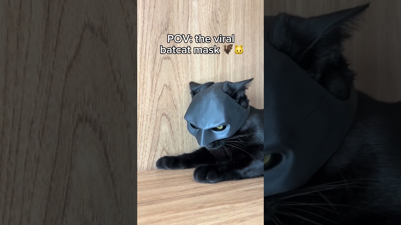 BATCAT 🖤😻