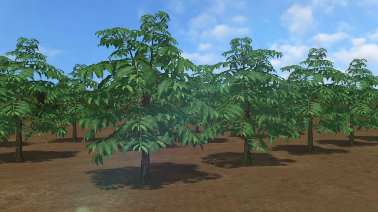 Outbreak of coffee rust threatens Latin American coffee supply